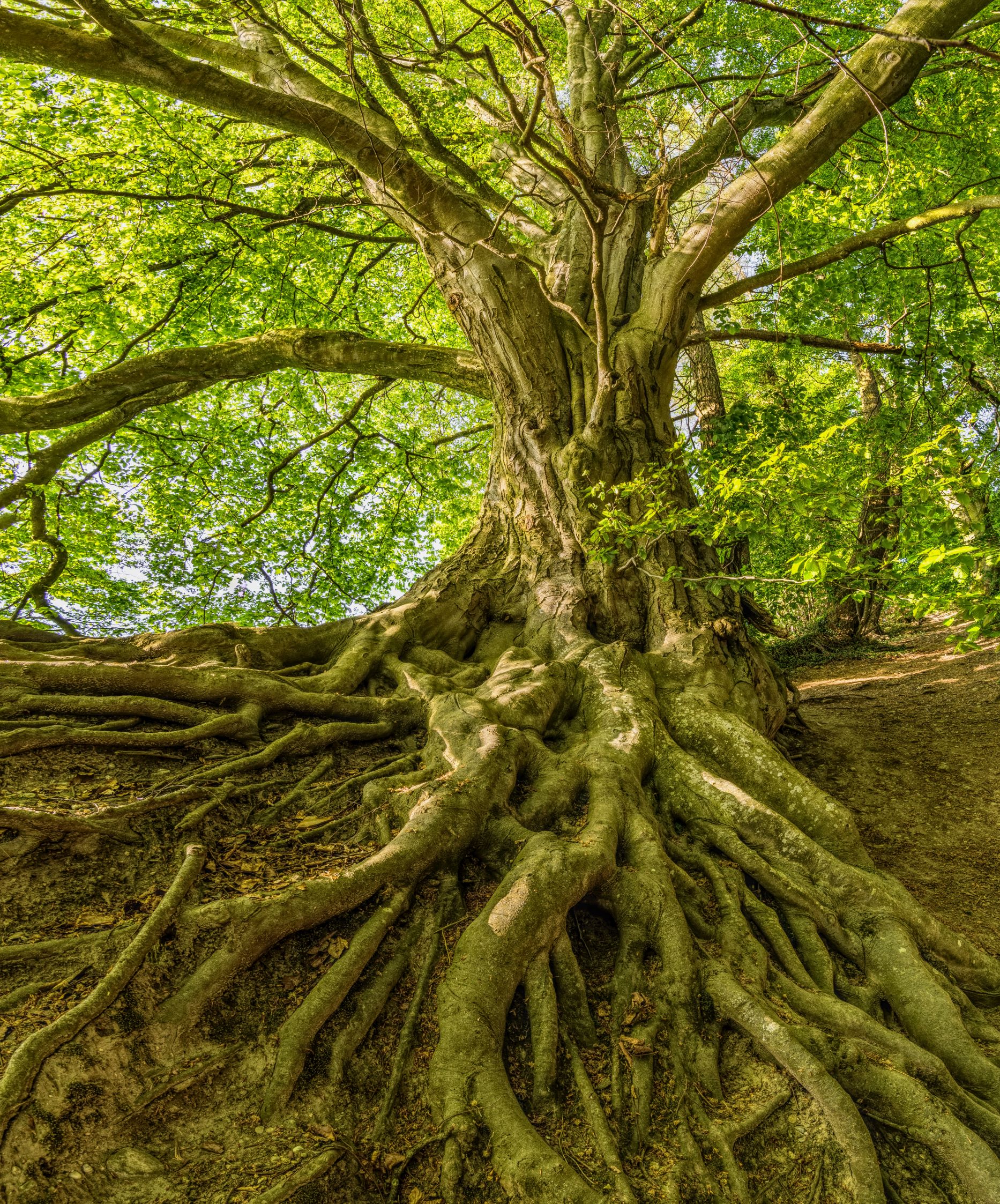 arbre relations racines ressources