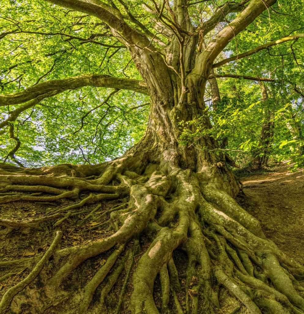 arbre racine angoisses