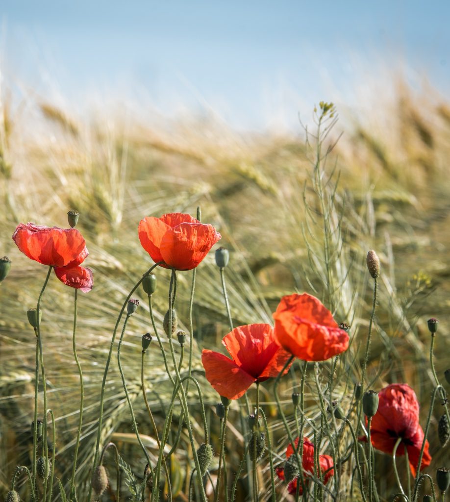 solution angoisses, pensées libres